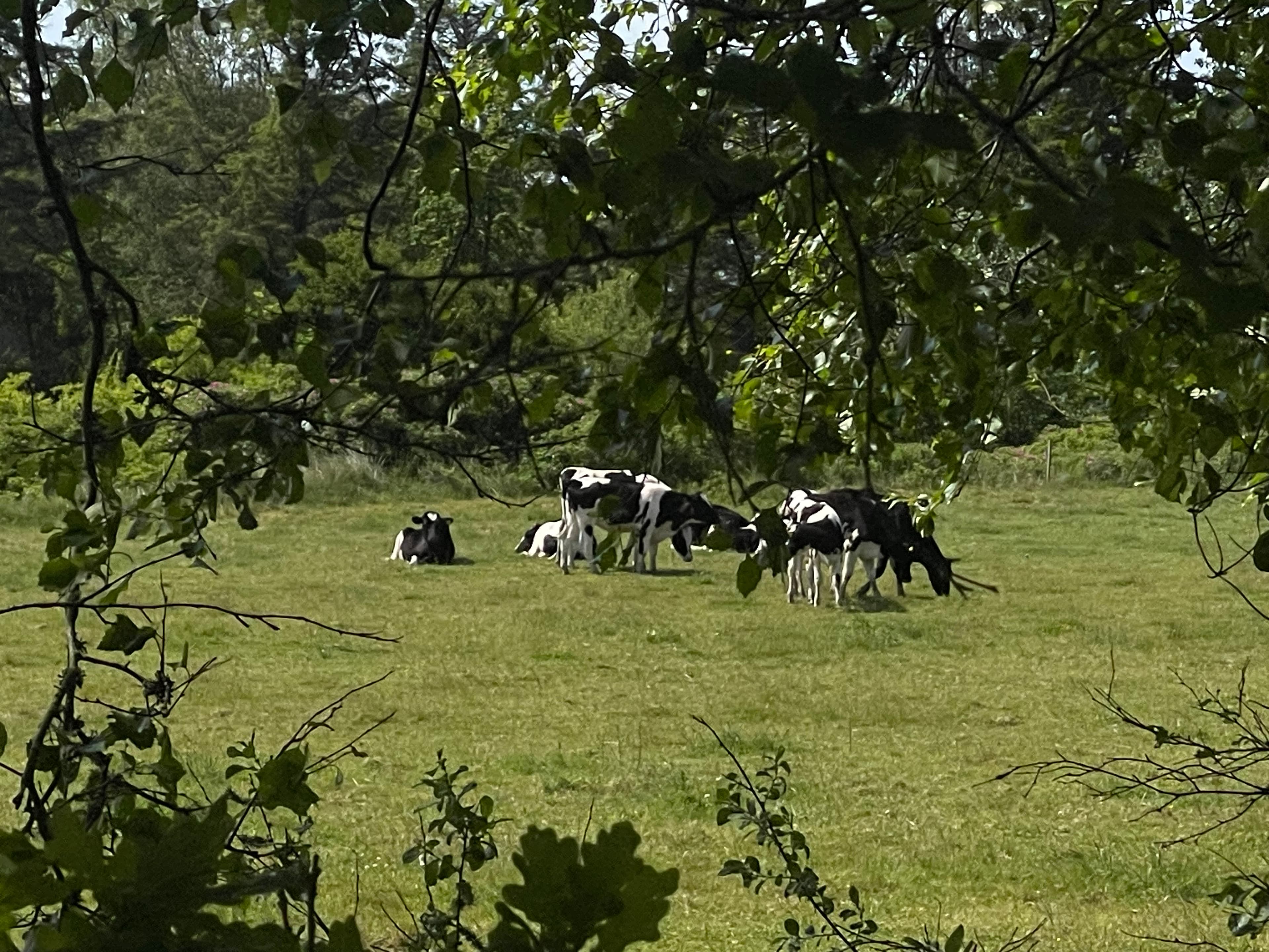 A beautiful photo of some cows on a field.