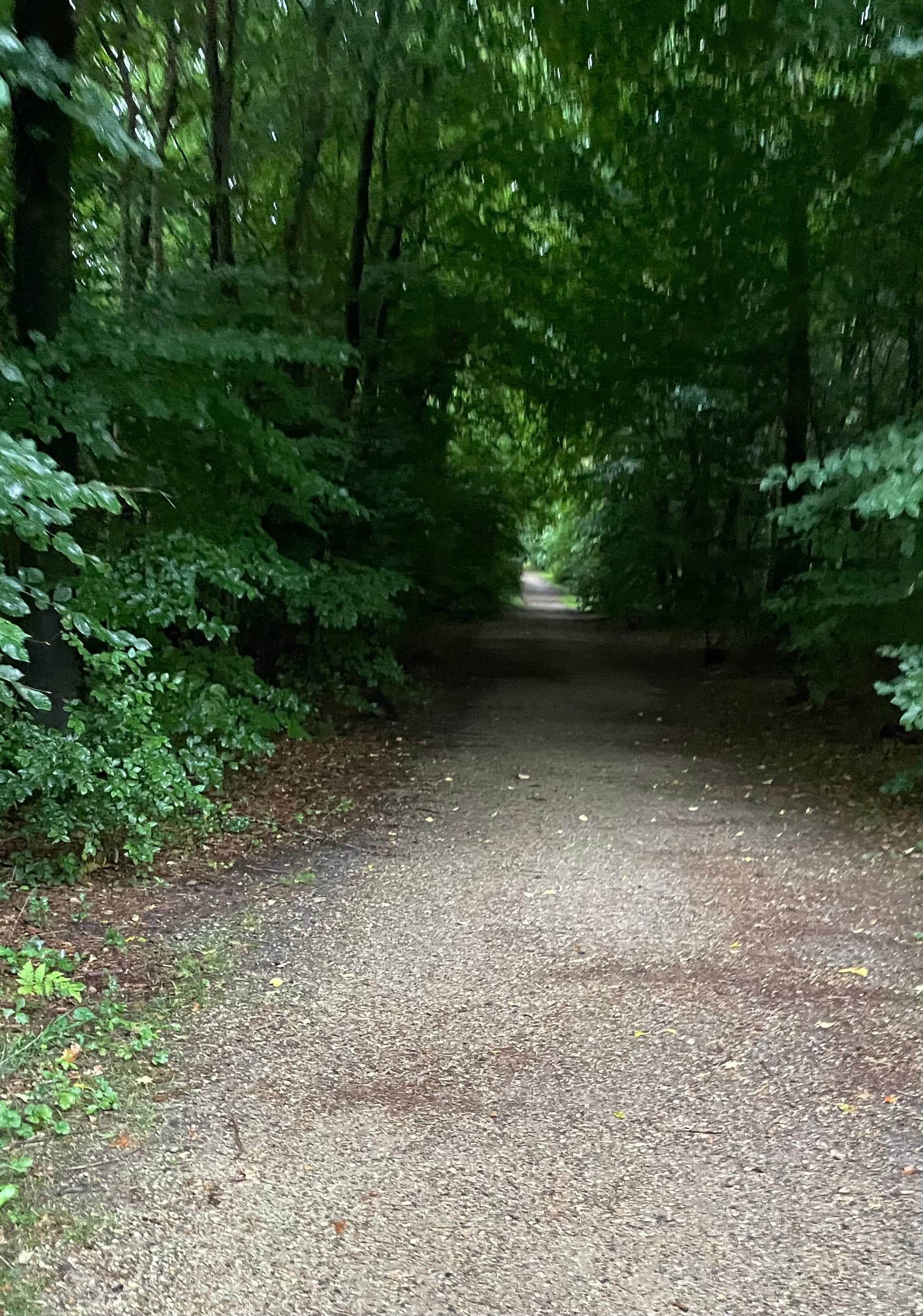 A beautiful photo of a forest.